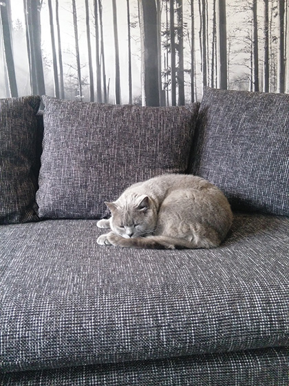 Kundenfoto Fam. Meister - Querschläfer Italiana Bezug Strukturstoff Farbe Grau-Schwarz - auf dem Sofa sitzt eine Katze klein