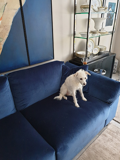 Kundenfoto - Sofa Stella mit Hund im Samtstoff Bezug JAB Lounge Velvet CS 1-3064-357 klein